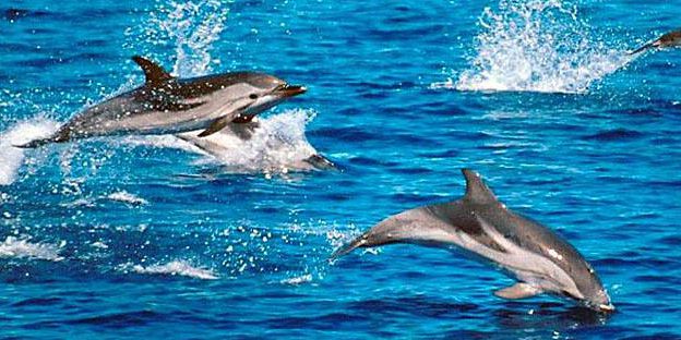 3 swimming with dolphins